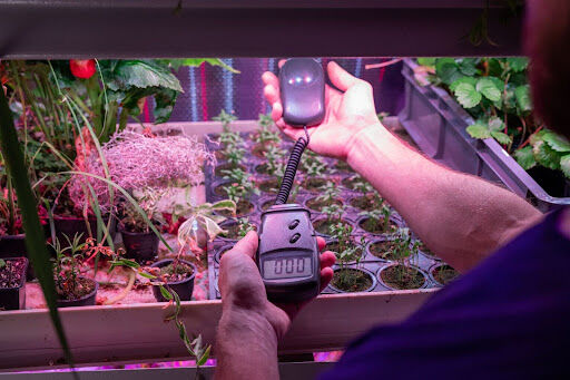 Pest Control Strategies for Grow Tent Gardens